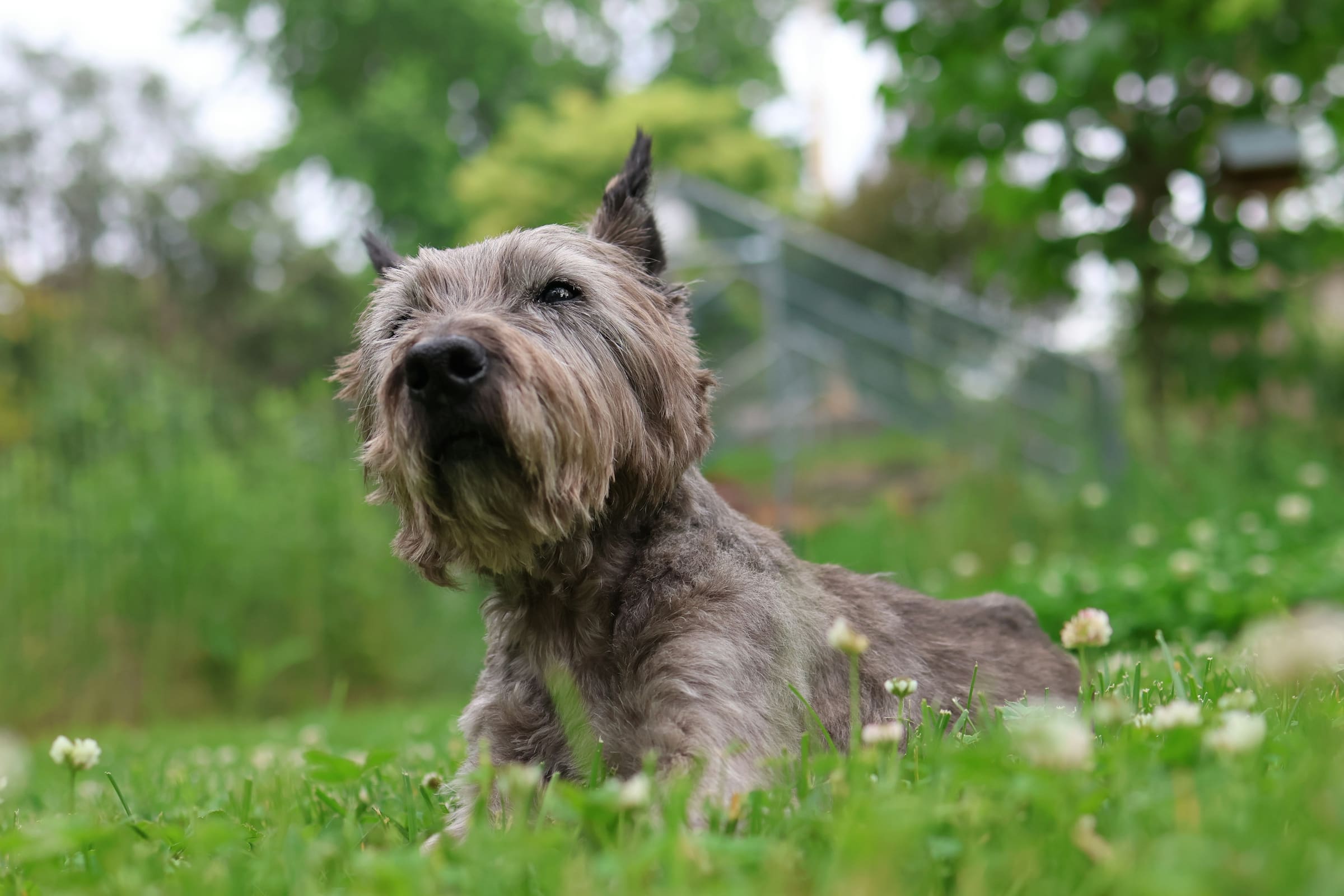 Gray terrier-type dog with wiry coat sitting in grass with white flowers, garden in background